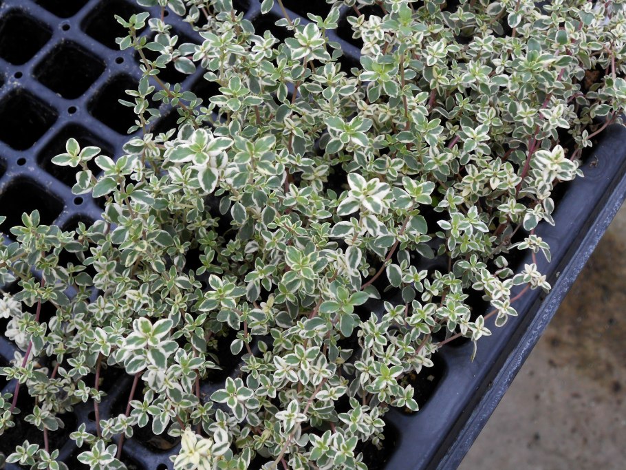 Тимьян мелколистный