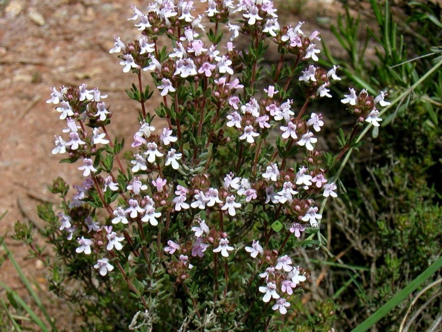 Чабрец тимьян обыкновенный