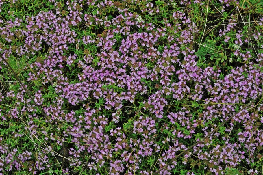 Тимьян зеленый