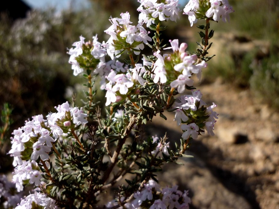 Тимьян обыкновенный Precompa