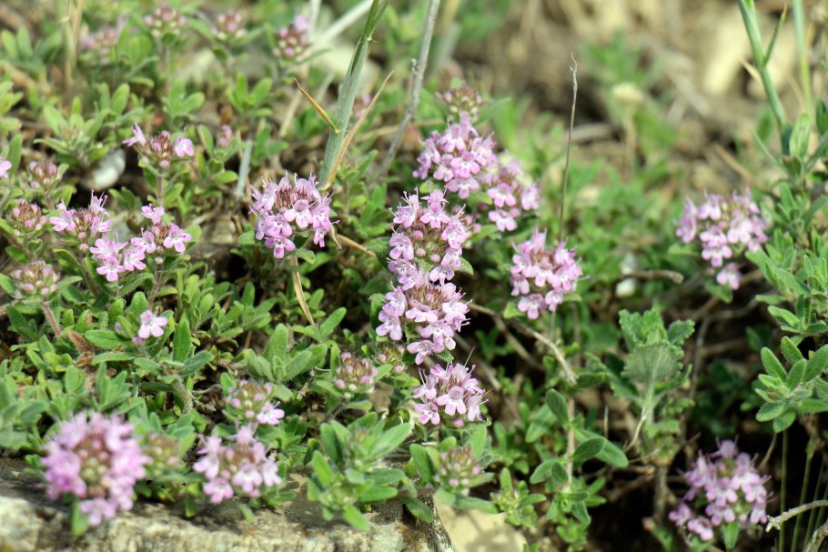 Тимьян (чабрец) обыкновенный (Thymus vulgaris)