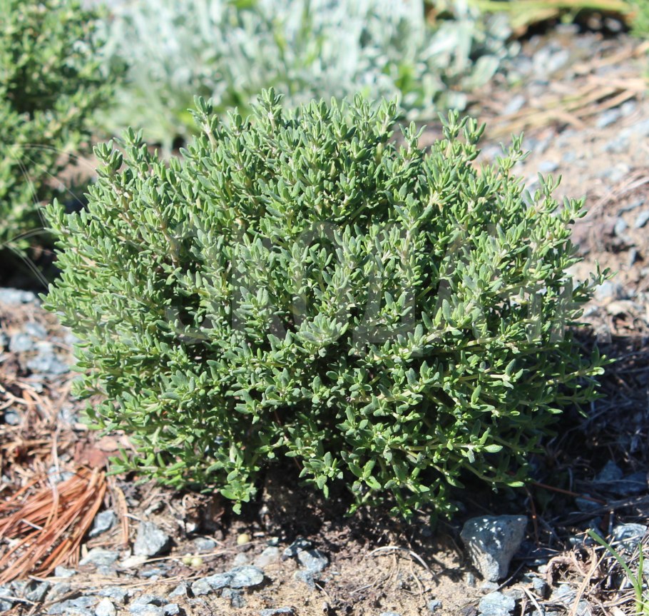 Чабрец тимьян обыкновенный