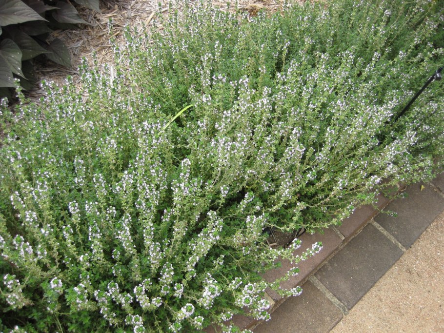 Тимьян обыкновенный фармакопея