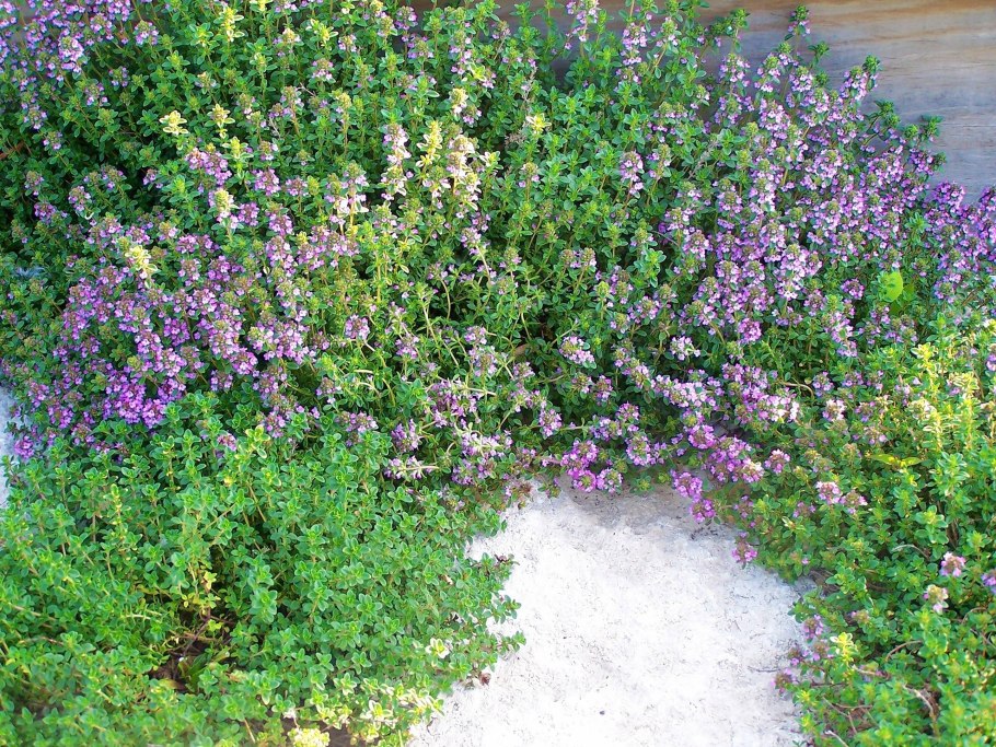 Горная мята чабрец