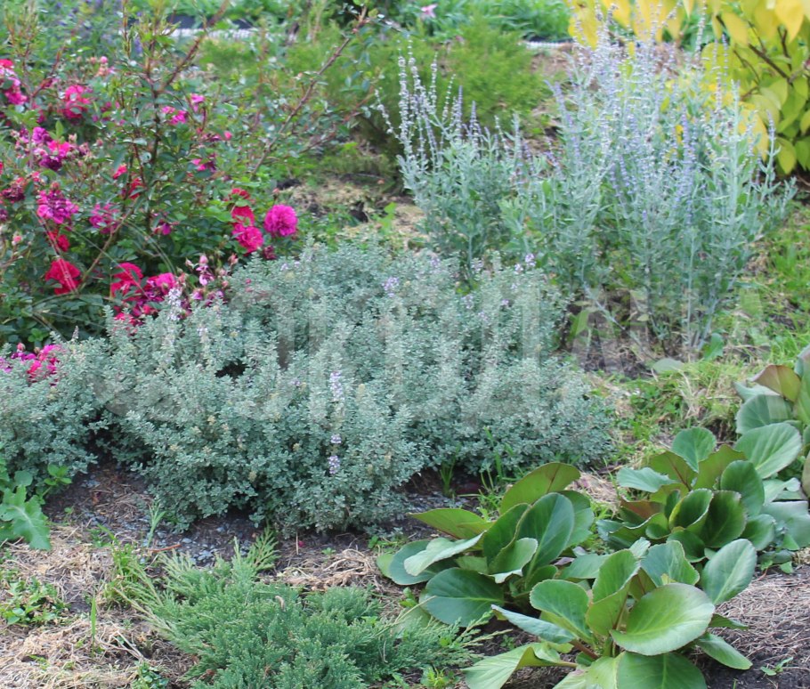 Тимьян Фредо