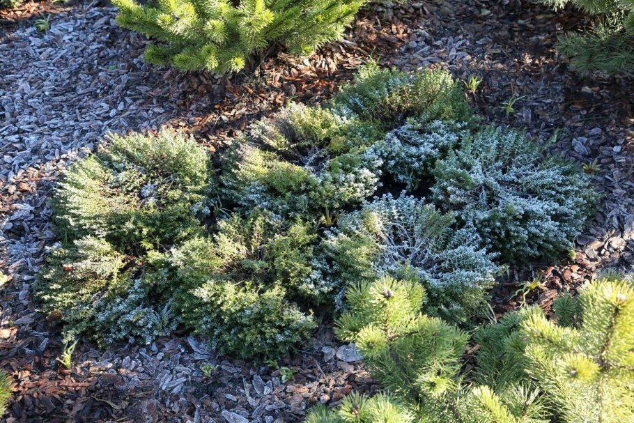 Тимьян обыкновенный Фредо (Fredo)