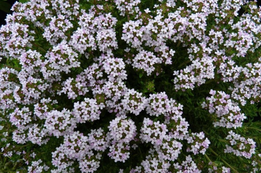 Тимьян ползучий куст