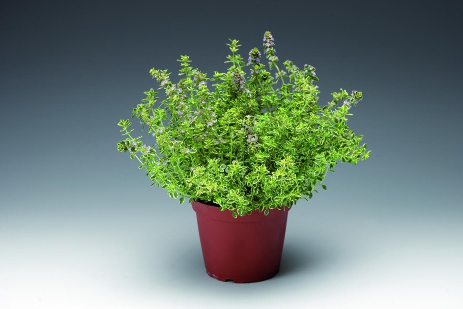 Тимьян (чабрец)