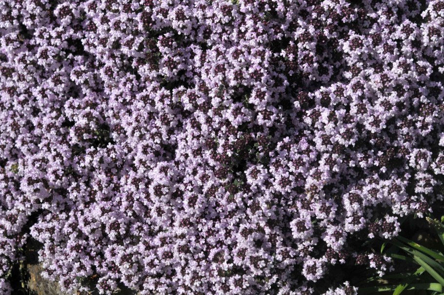 Тимьян ползучий (Thymus serpyllum)