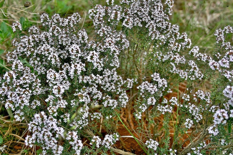 Тимьян, чабрец (Thymus)