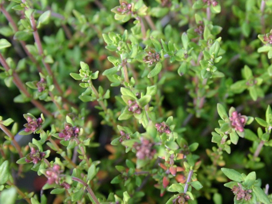 Тимьян обыкновенный (ползучий)