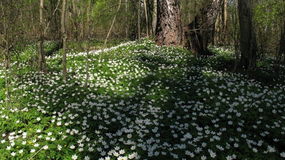 Весенний лес фото