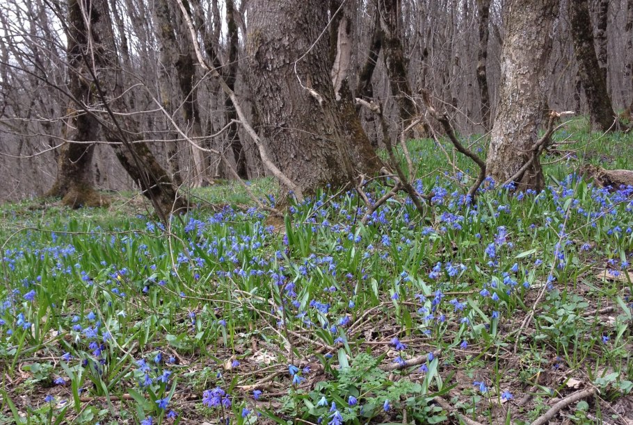 Ландыши "первоцветы"