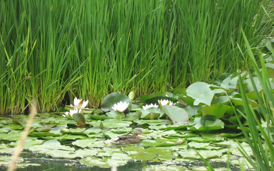 Пролеска Цветущая Поляна