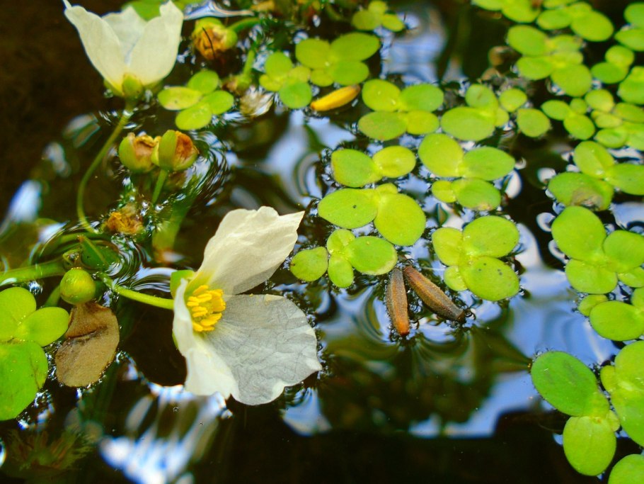 Цветущая Ряска