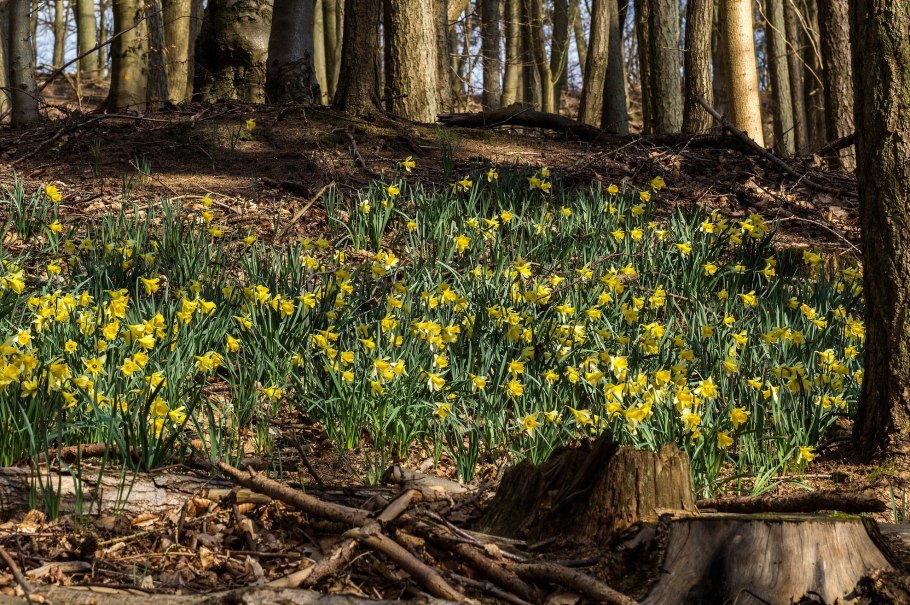 Цветущая Ряска