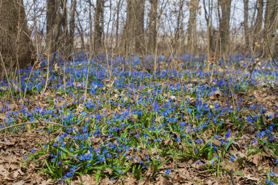 Примула синяя Лесная