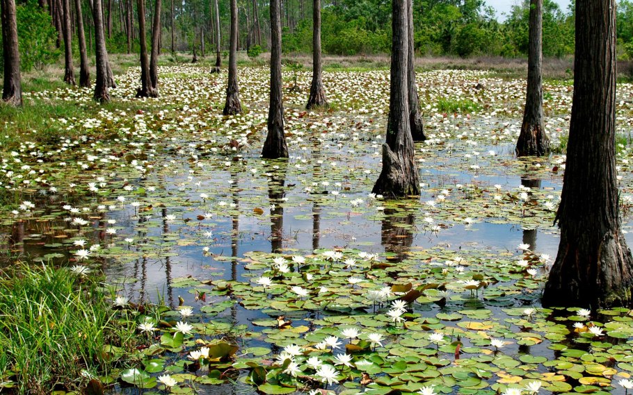 Млокосевича. Дикий, Лесной, жёлтый