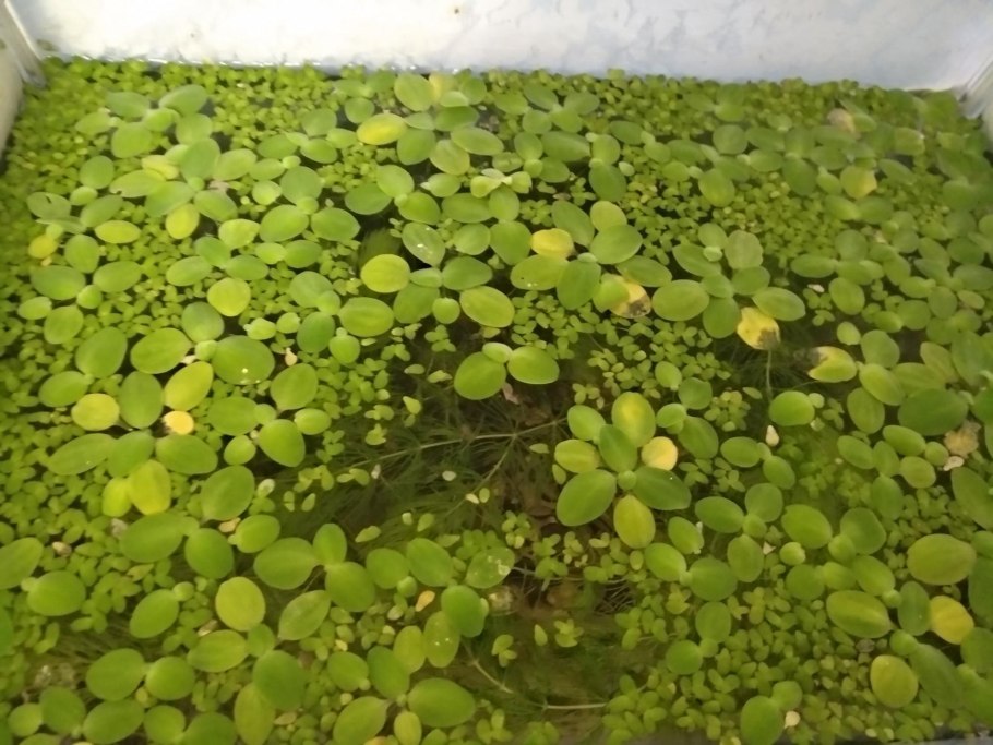 Ряска горбатая