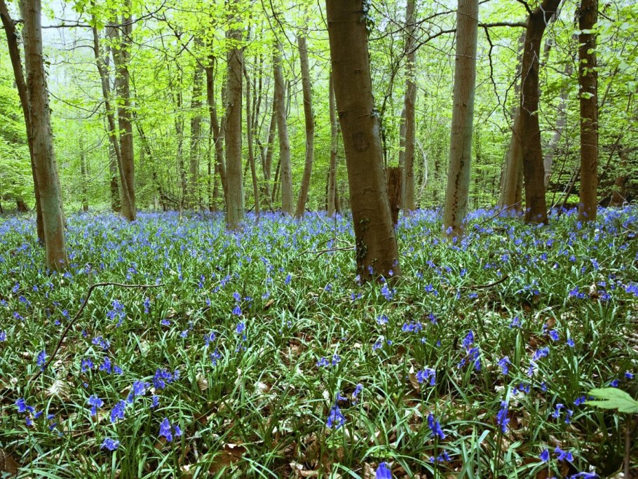 Ряска хищное