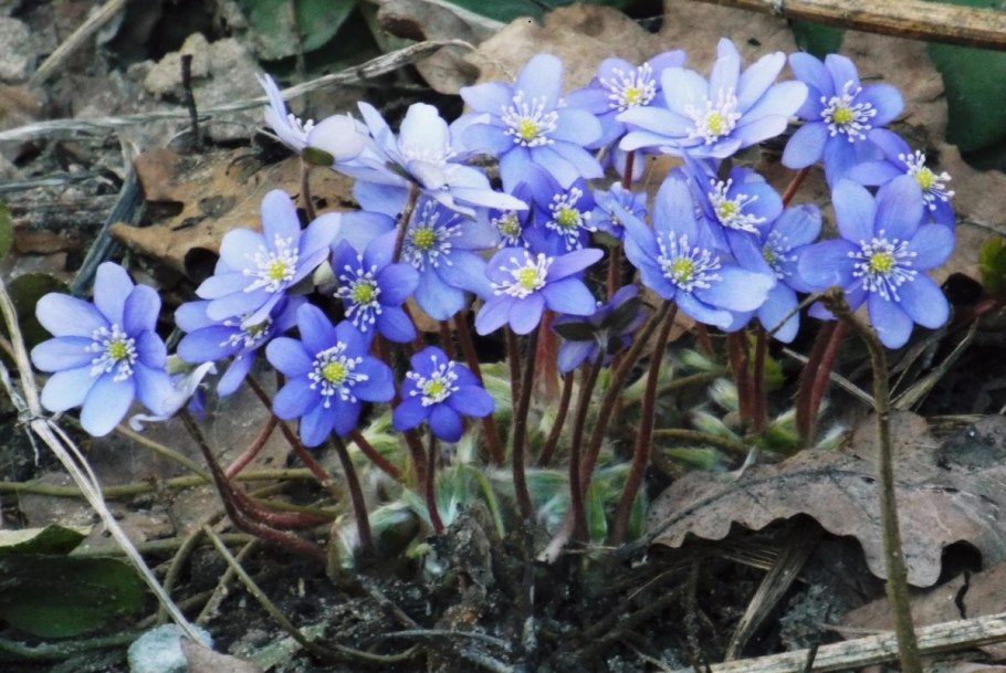 Незабудка Лесная Поляна