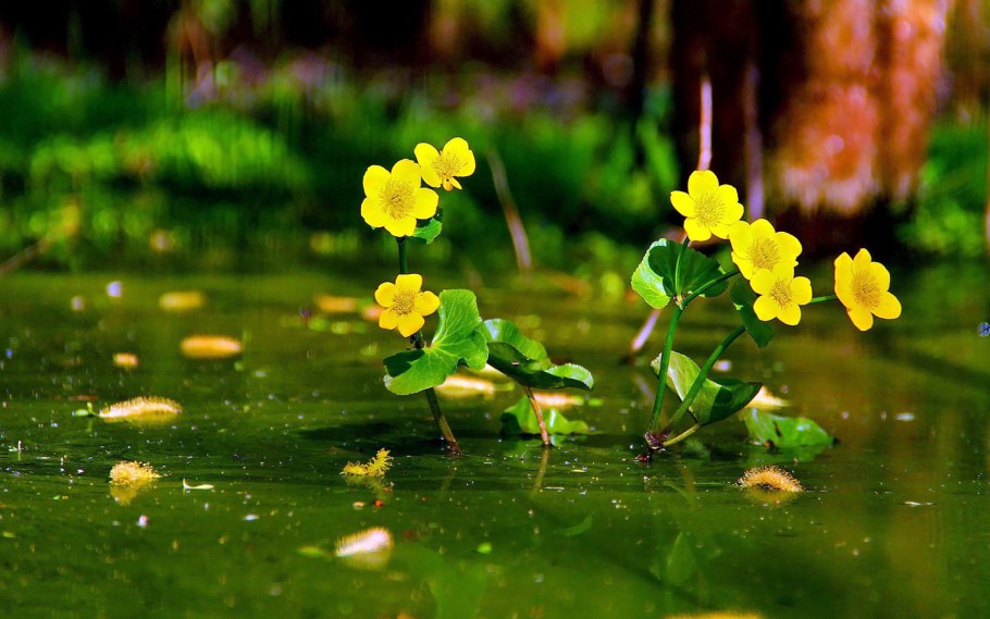 Печёночница обыкновенная