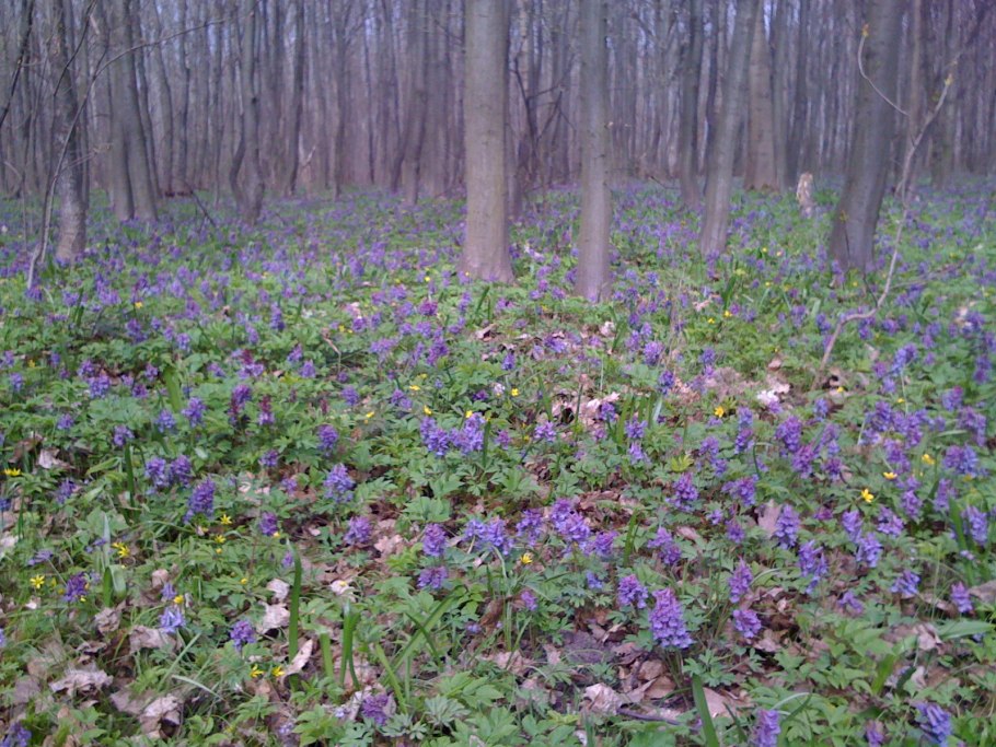 Медуница хохлатка лес Поляна