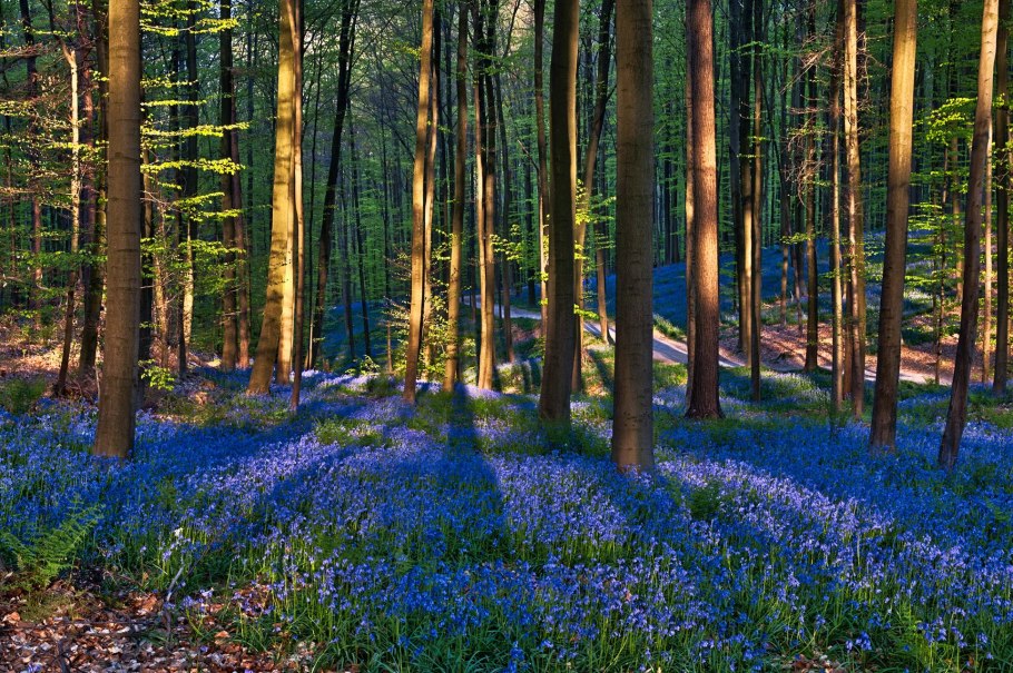 Ряска растение рек озёр прудов