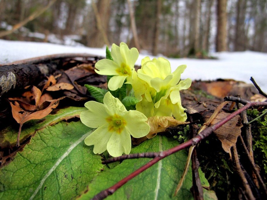 Белые весенние цветы в лесу