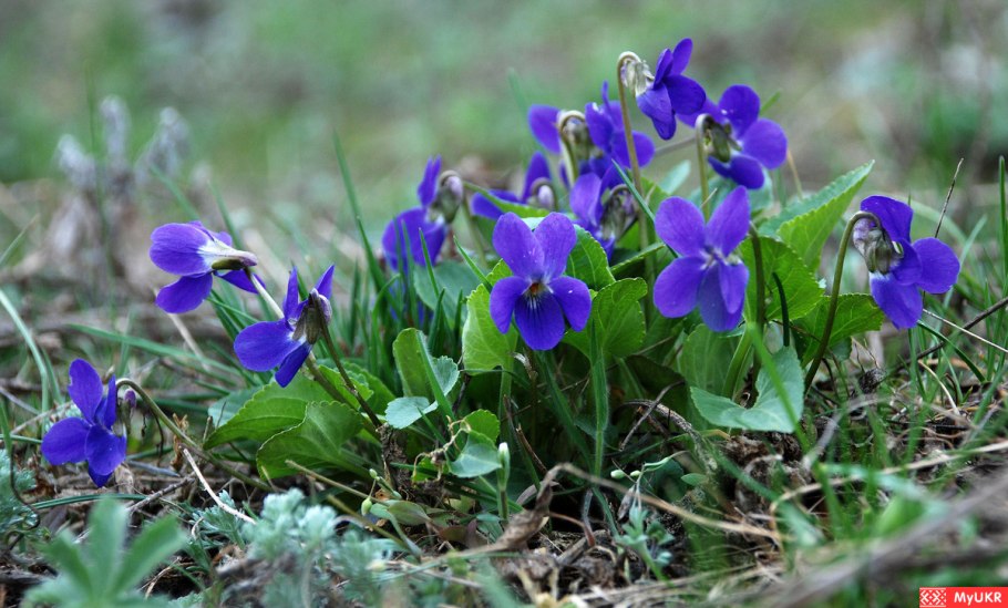 Кубышка желтая водяная Лилия