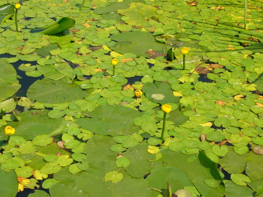 Примула Джефферсония