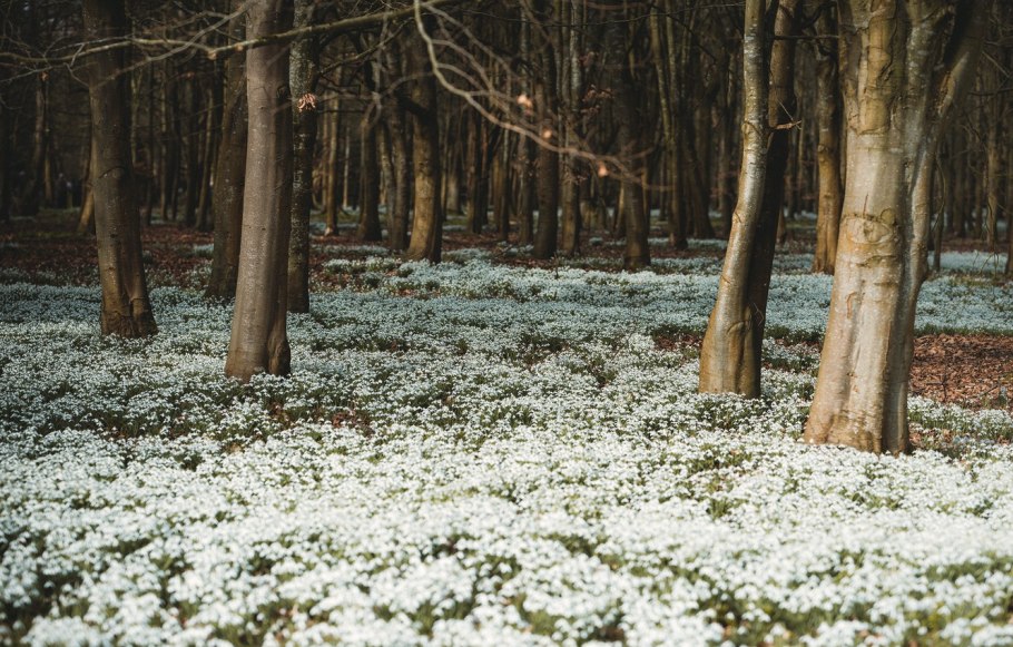 Кубышка камыш тростник