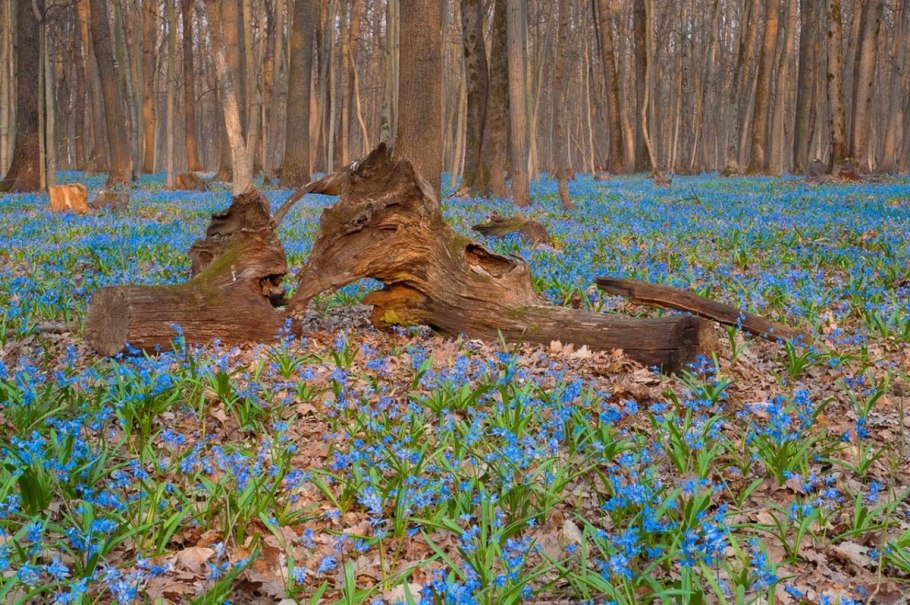 Подснежники Лесные синие