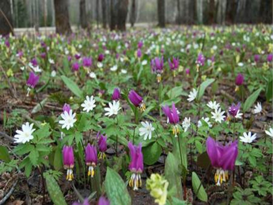 Кубышка рогоз стрелолист