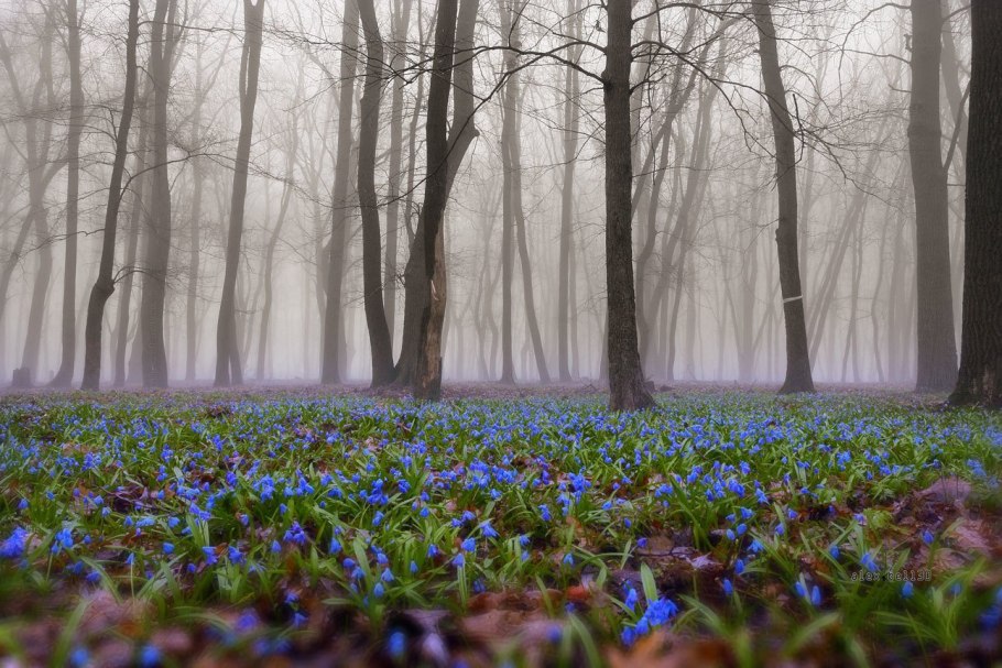 Луковичные первоцветы