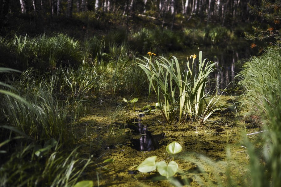 Ландыш Лесной