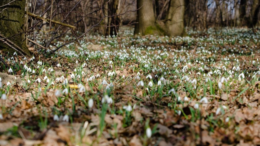 Растения пресных водоемов Элодея