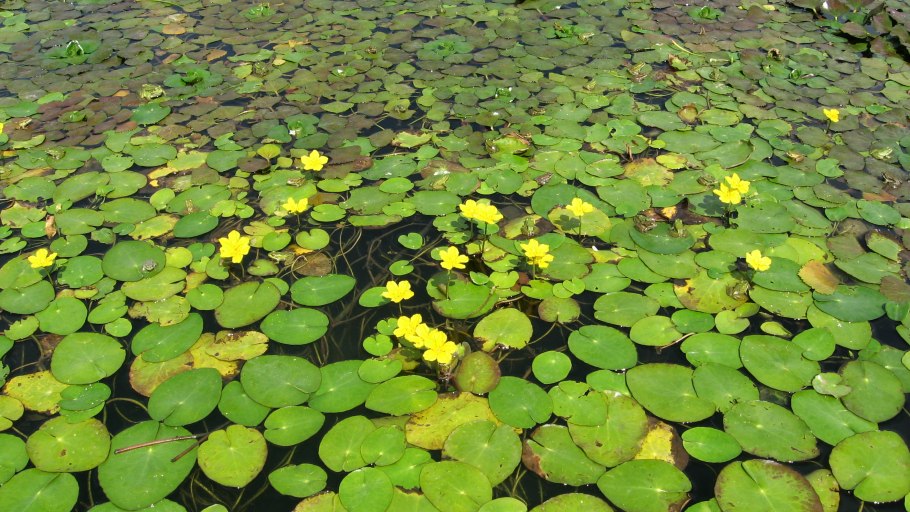 Лес весной апрель