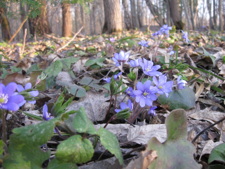 Весна в лесу