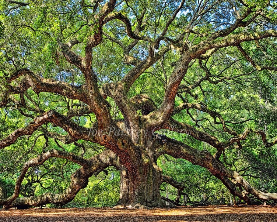 Дерево кешью Пиранжи