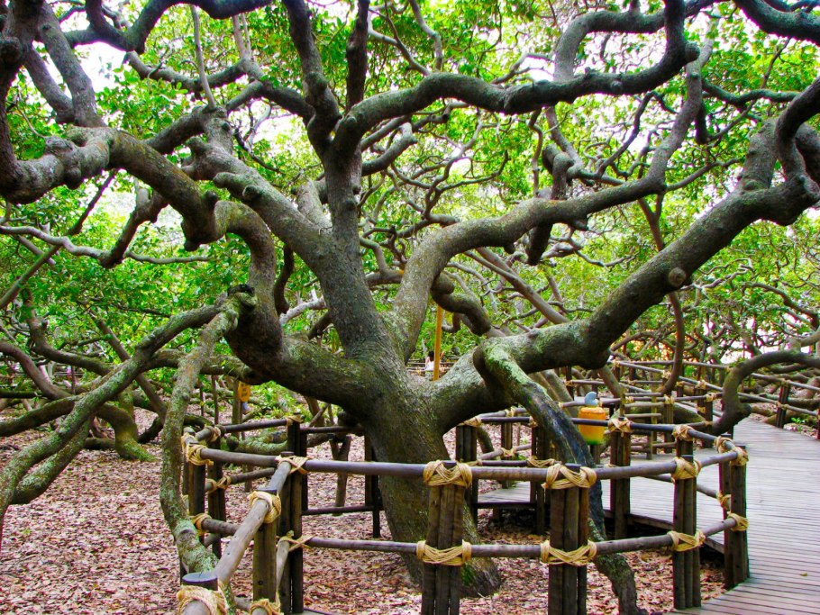 Дерево кешью в Бразилии