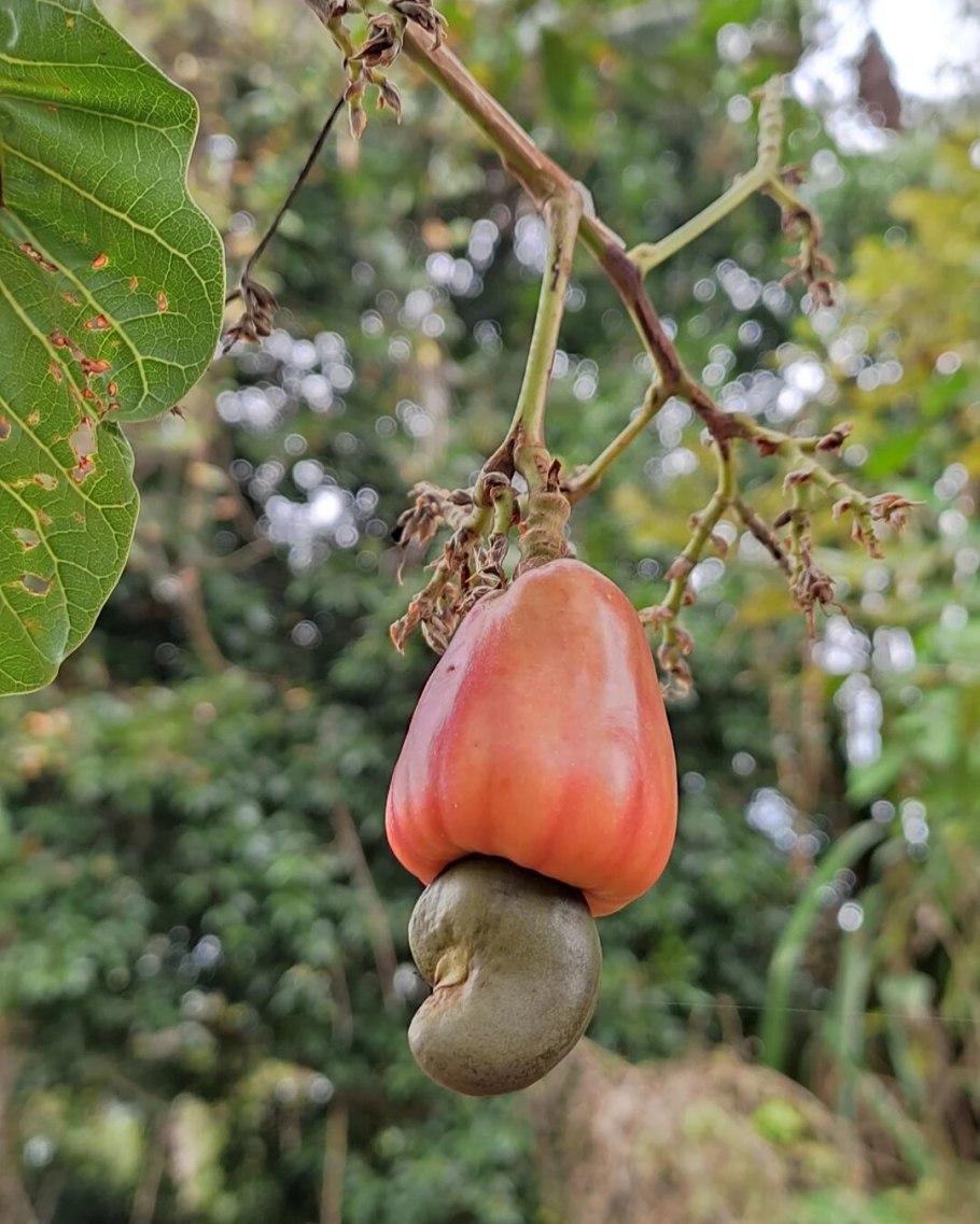 Пиранжи Ду Норте кешью