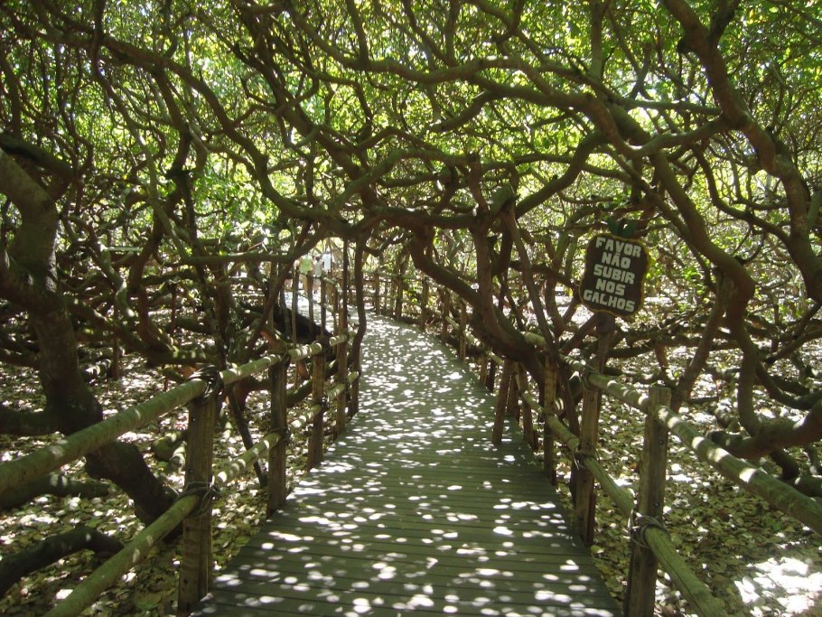 Орехи кешью в Африке