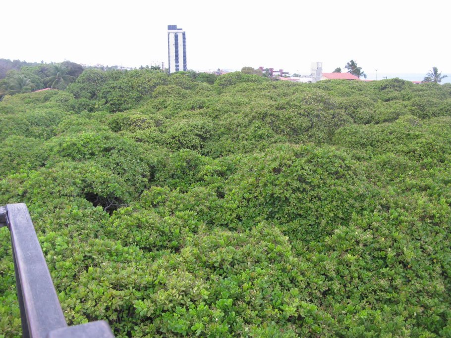 Гигантское дерево кешью