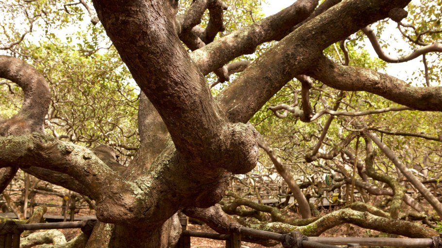 Кешью дерево лес