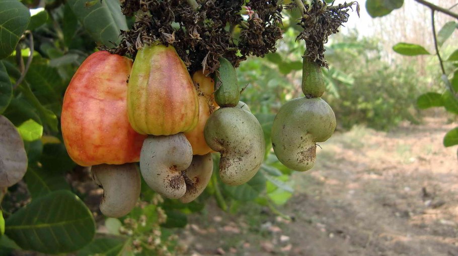 Дерево кешью в бразилии