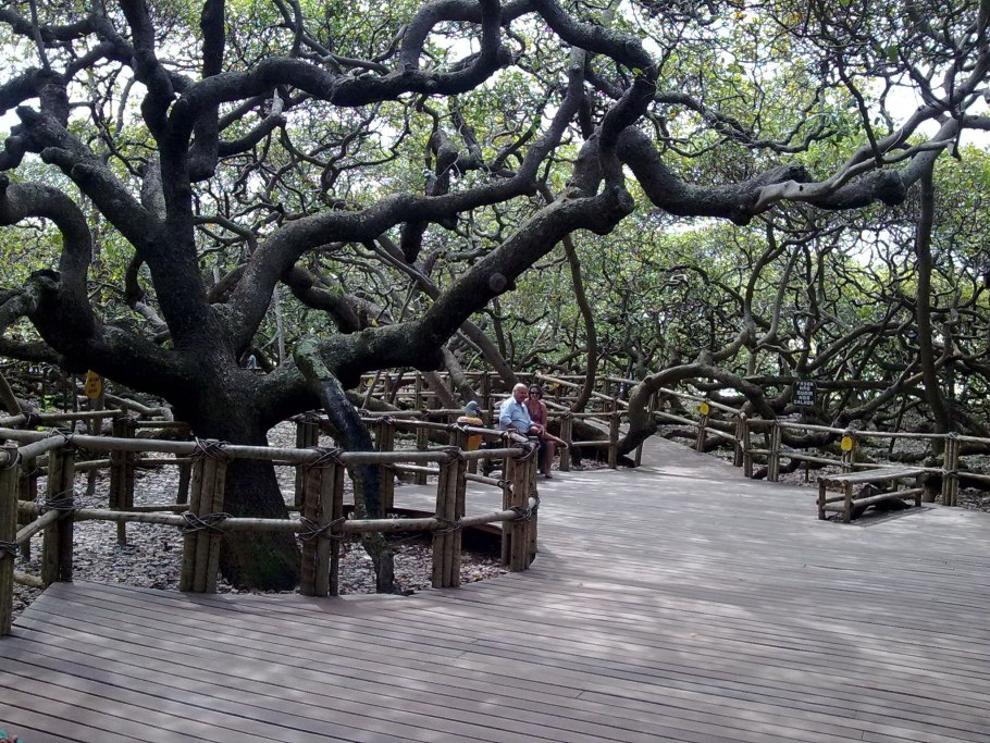 Дерево кешью Пиранжи Южной Америки