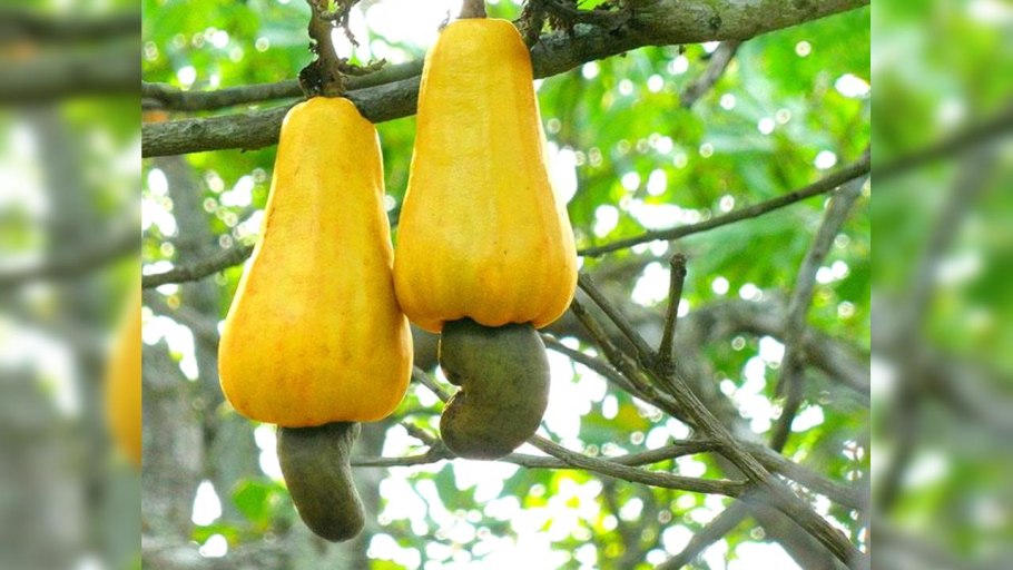 Red Cashew Fruits