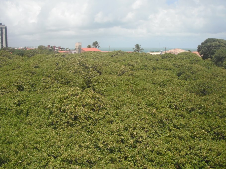 Кешью Пиранжи