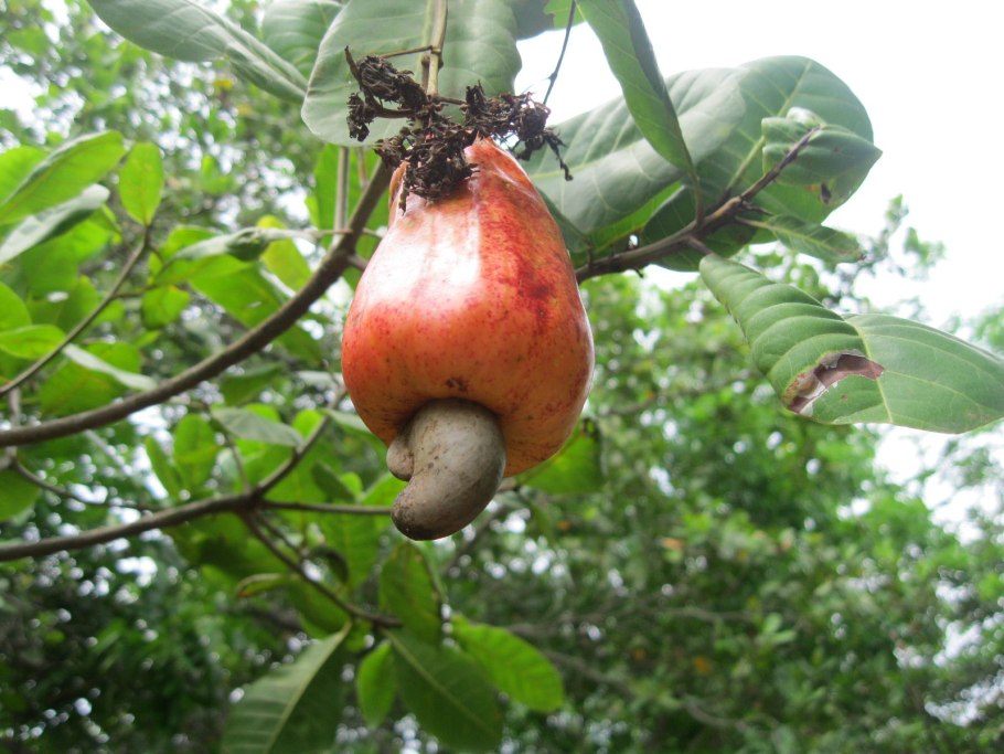 Орех кешью растение